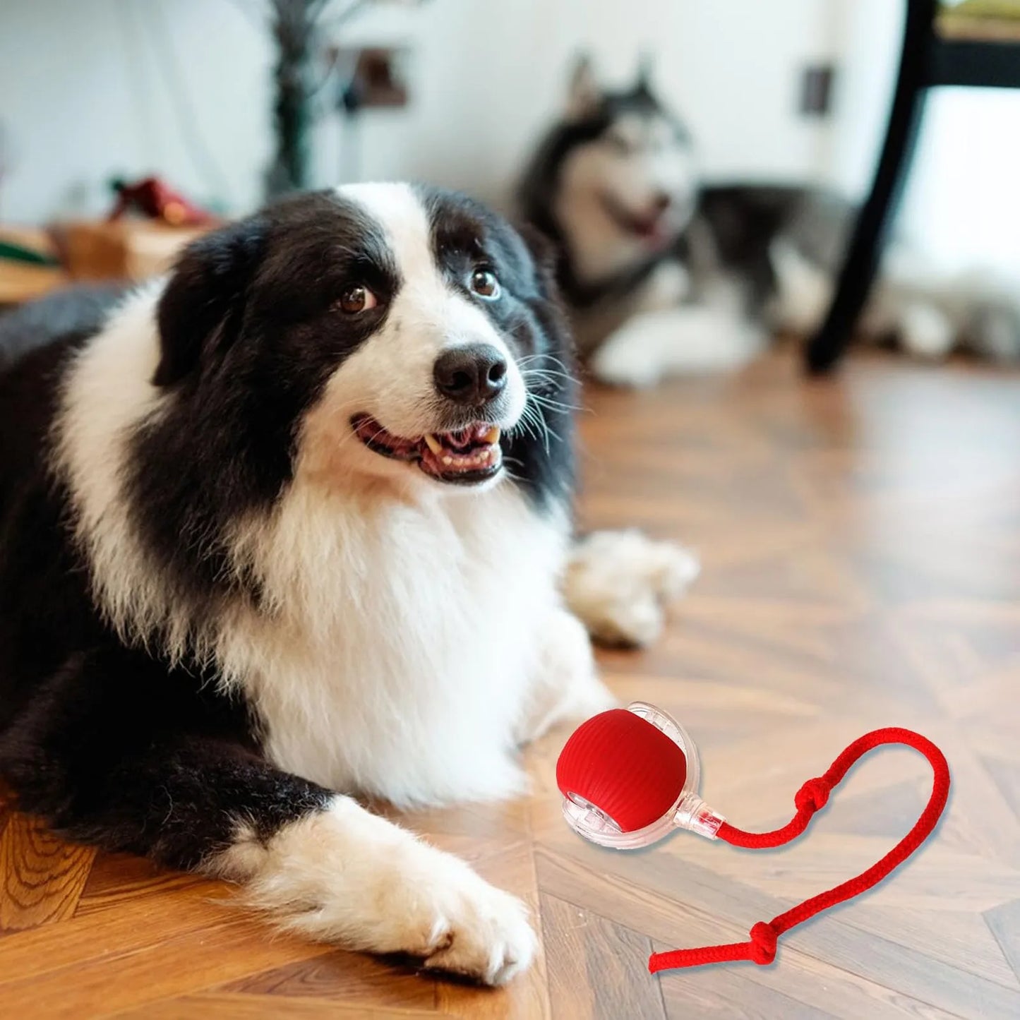 Juguetes interactivos para gatos Lettuce, pelota rodante, juguetes