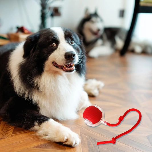 Juguetes interactivos para gatos Lettuce, pelota rodante, juguetes